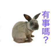 glay rabbit part2