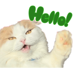 すこ猫コムギの日常.敬語.正月挨拶スタンプ