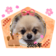 pomeranianCHIE_20251231155607