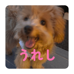 Chi-bo_20260101162907