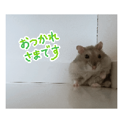 osechi_20260102094830