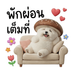 บิชอง ฟริเซ่ หัวเห็ดหอมน่ารัก