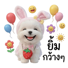 มอลทีสที่ชอบสีชมพู