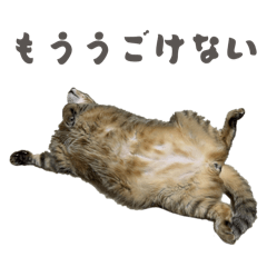 Chilling and sleeping cat