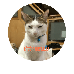 楊yoyo的生活