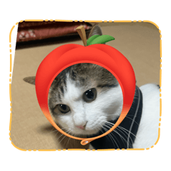 aab_2026010120053baa