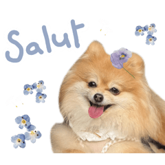 Les bebes * The Pom Chihuahua : parler