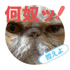 MSSAN_20260102011123