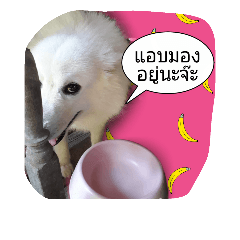 Taro&Dog