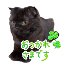 melu_20260101212208