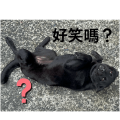 萌萌的動物大集合