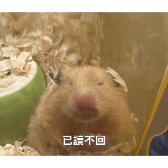 倉鼠的軟爛人生