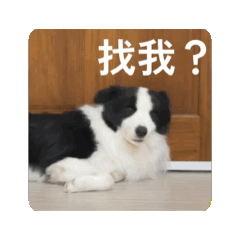 Soka日常（真狗版一）