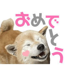 kinako_20260102020523