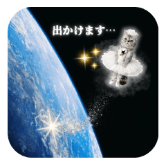 しましま家のスコティッシュ