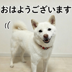 Shiro: Polite Stickers Vol. 1