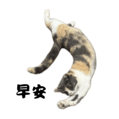 這裡有滿滿的小包蛋