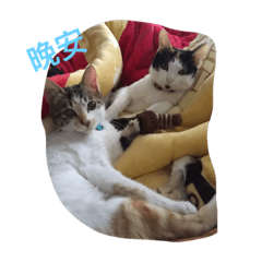 左青龍右白虎-試車篇