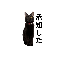 black cat_20260102111206