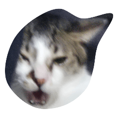 ㄉㄨㄞㄉㄨㄞ頭