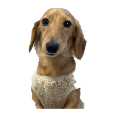 kukio_20260101011300