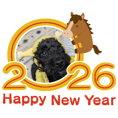 umami_20260101085535