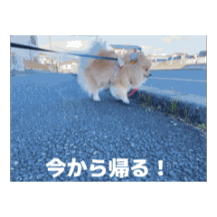 chiri_20260103002720