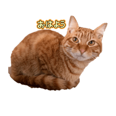 michi_20260102183534