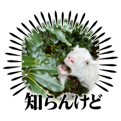 cotomi_20260102183840