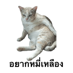 Somsri & keng Cats ver.ori