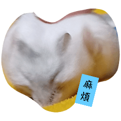 超級奶糖♥︎