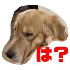 one's dog Hal