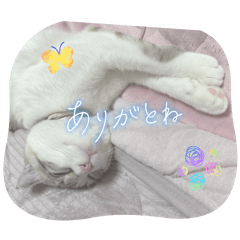 mocamye_20260102225722