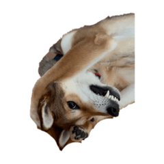 nonbiri_20260103094419