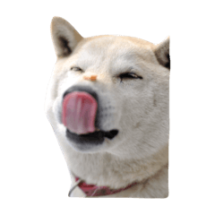 Shiba inu Konatsu&Rabbit