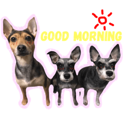 家有三寶點錢娜