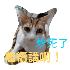 為什麼 為什麼 為什麼！