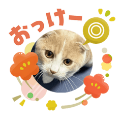 hachi_20260103020154