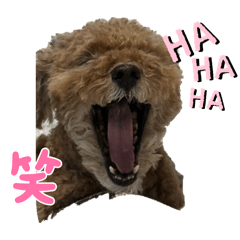 alice_20260103131250