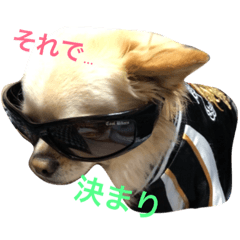 Chihuahua of mocha-kun 2