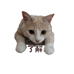 vanilla_20260103144935