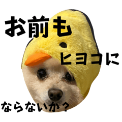 DokokanoKURAGE._20260103155726