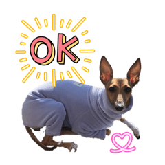 Shellieai_20260103162429