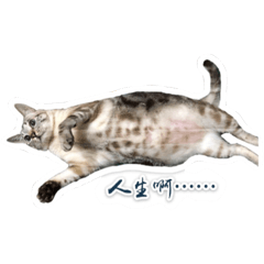粗糙的焦哥1.0！