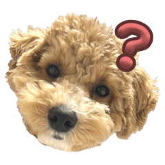 tempuramodoki_20260104000335