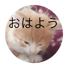 Futokorokkoi cat