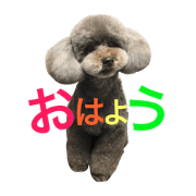 Home of poodle