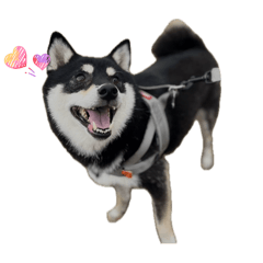 mizuki_20260104004902