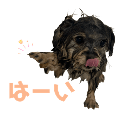 picomomo_20260104010516