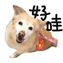 fat dog bibi